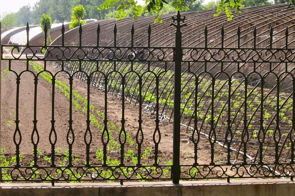 Safe food for China's elite