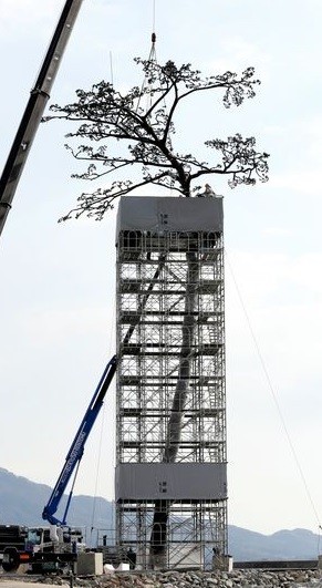 日本海啸中存活的最后一颗树被做成雕塑