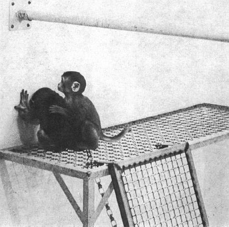 心理咨询师猴子和病猴