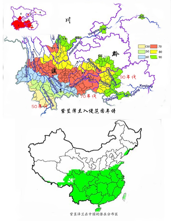 从50年代到现在,紫茎泽兰一路北上入侵中国